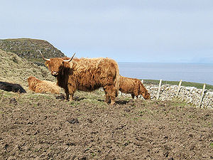Highland Cow.jpg